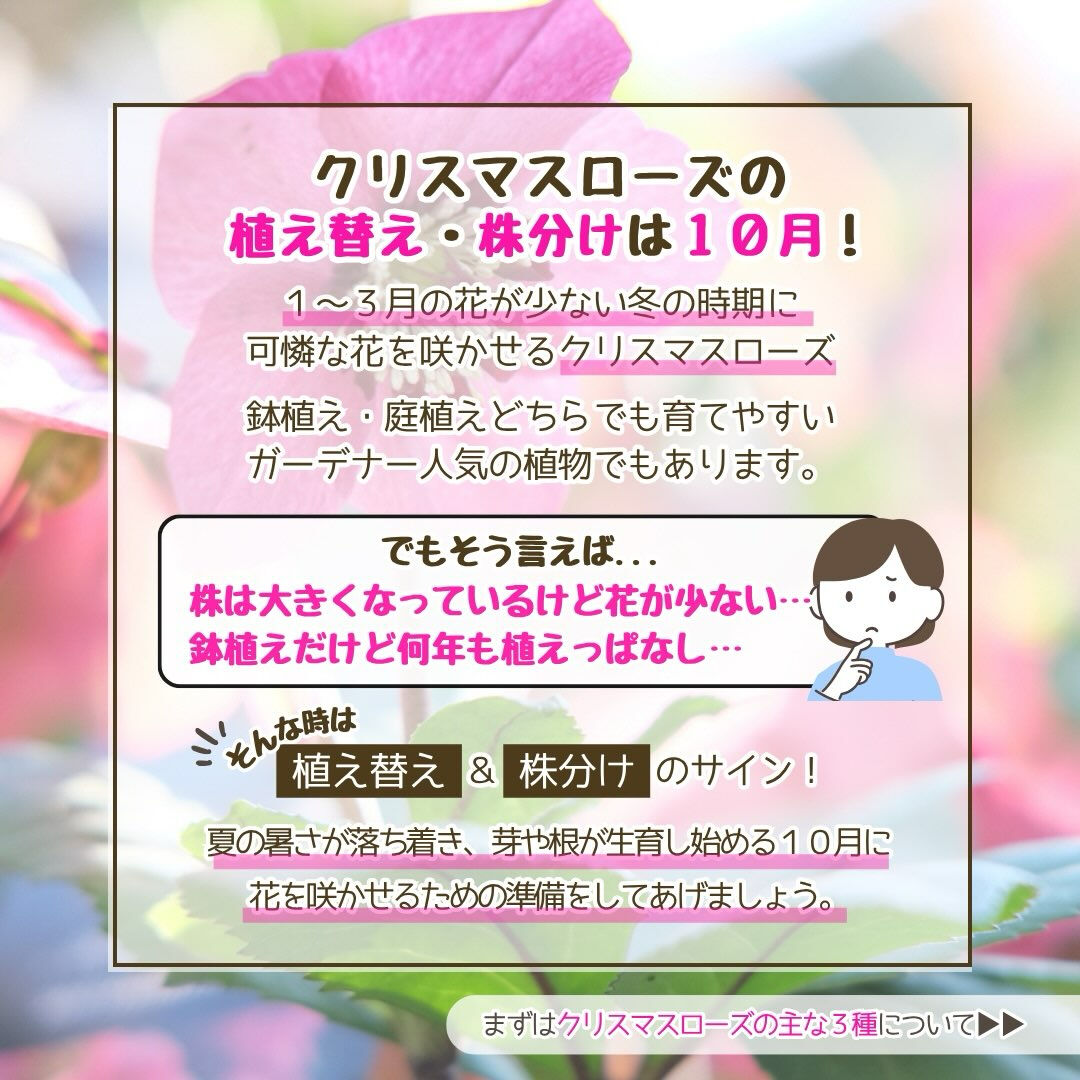 10月の園芸作業は「クリスマスローズの植え替え・株分け」です