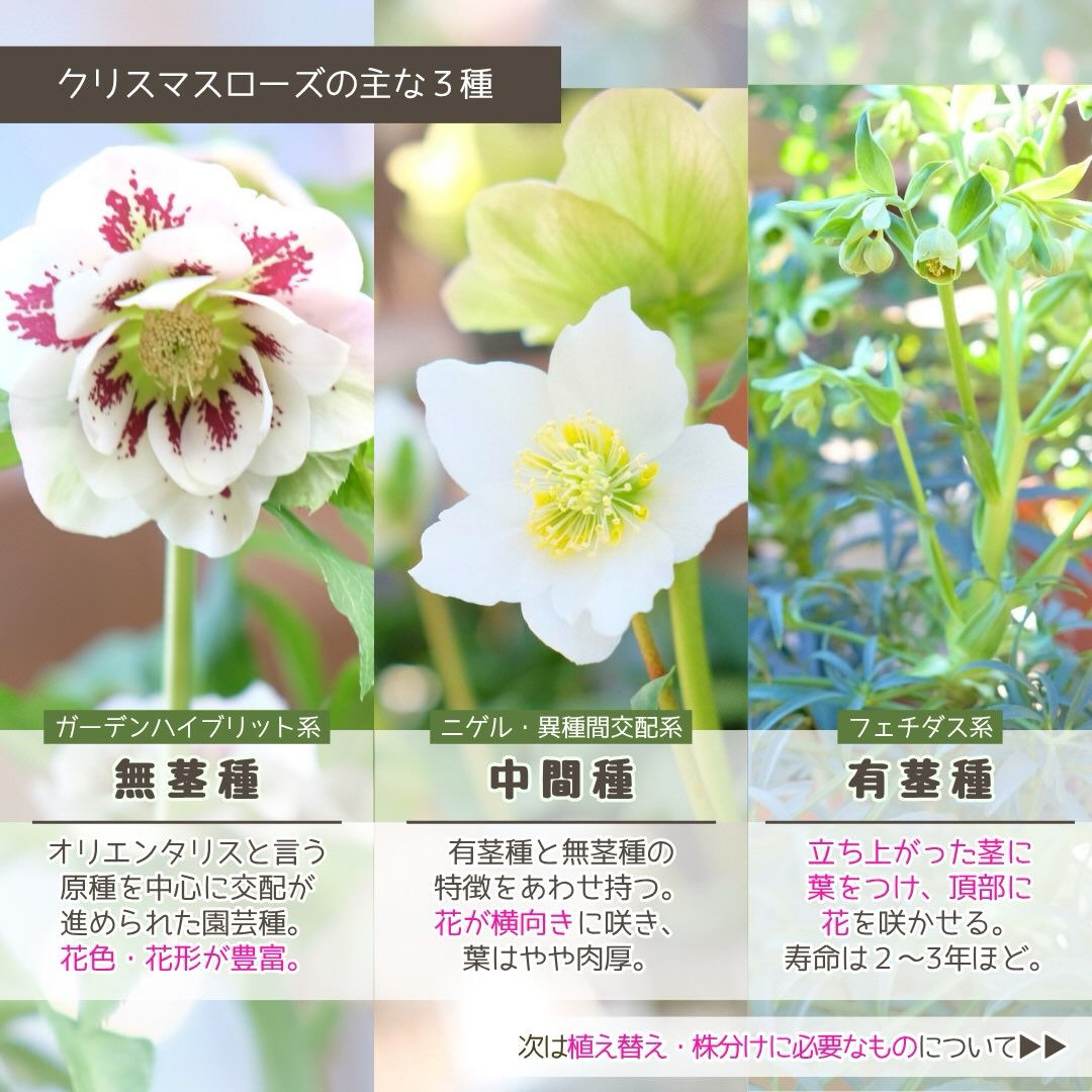 10月の園芸作業は「クリスマスローズの植え替え・株分け」です
