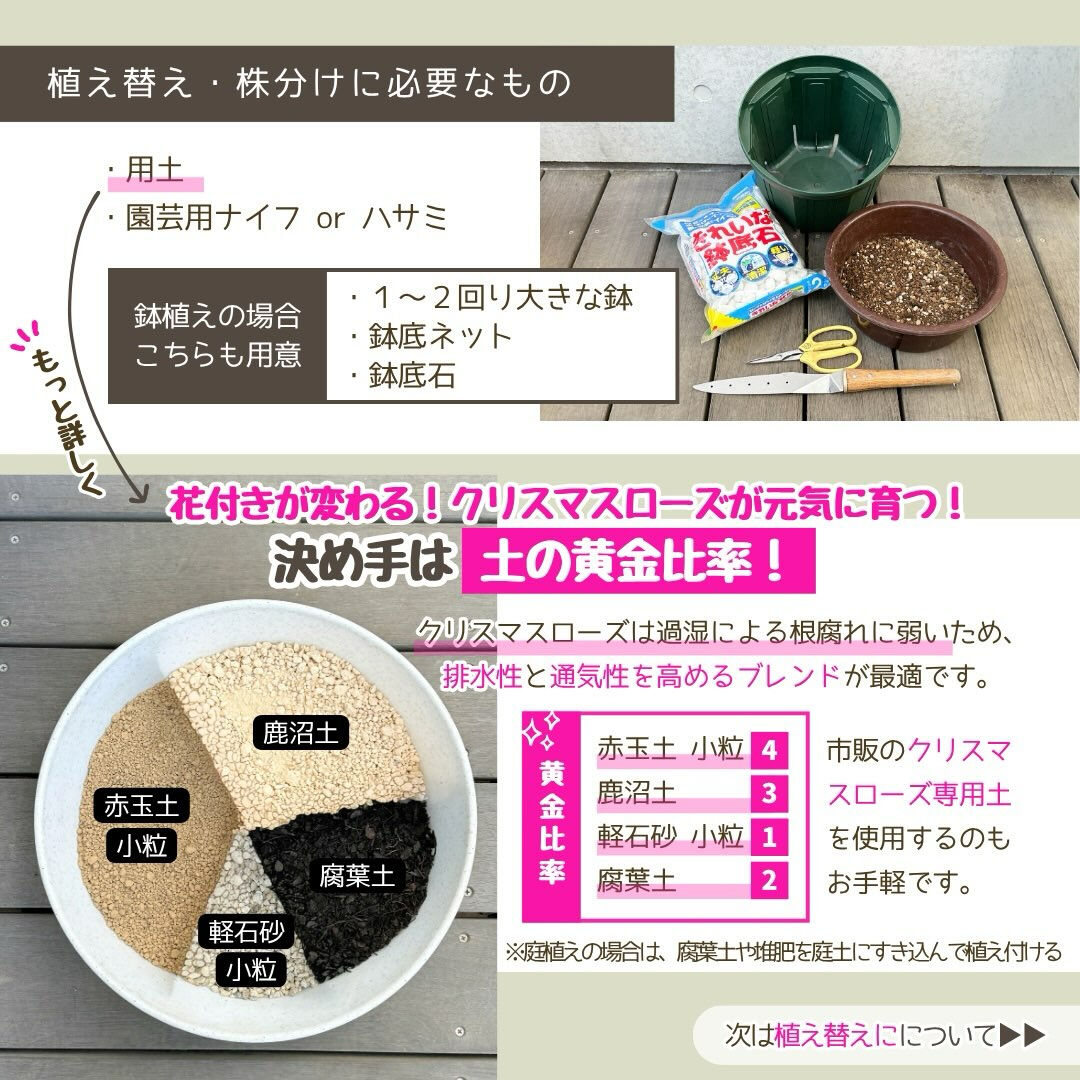 10月の園芸作業は「クリスマスローズの植え替え・株分け」です