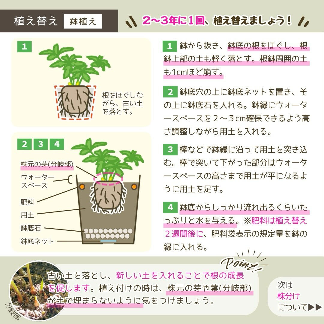 10月の園芸作業は「クリスマスローズの植え替え・株分け」です