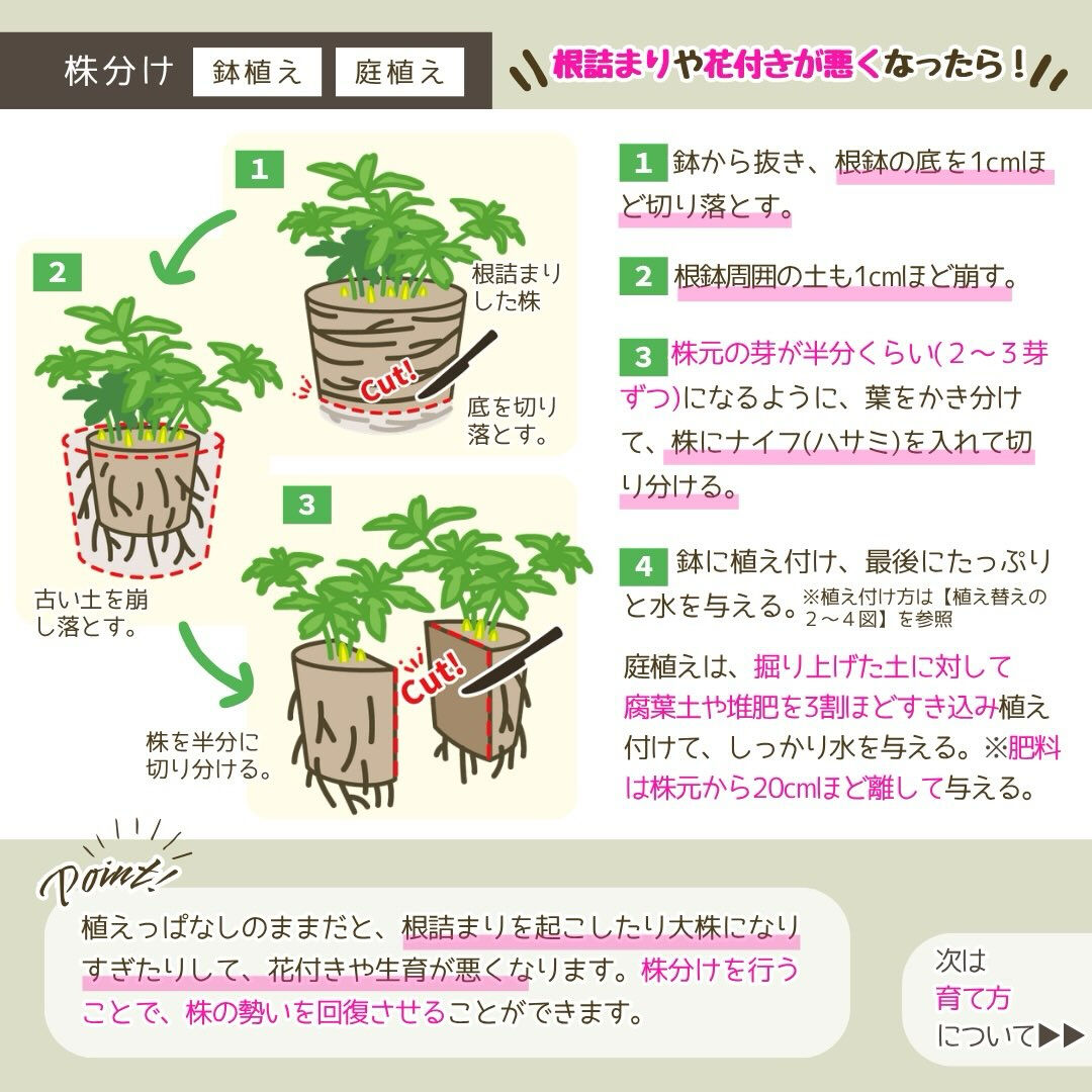 10月の園芸作業は「クリスマスローズの植え替え・株分け」です