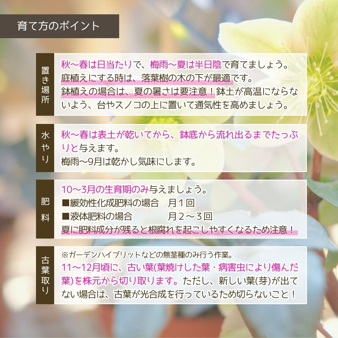 10月の園芸作業は「クリスマスローズの植え替え・株分け」です