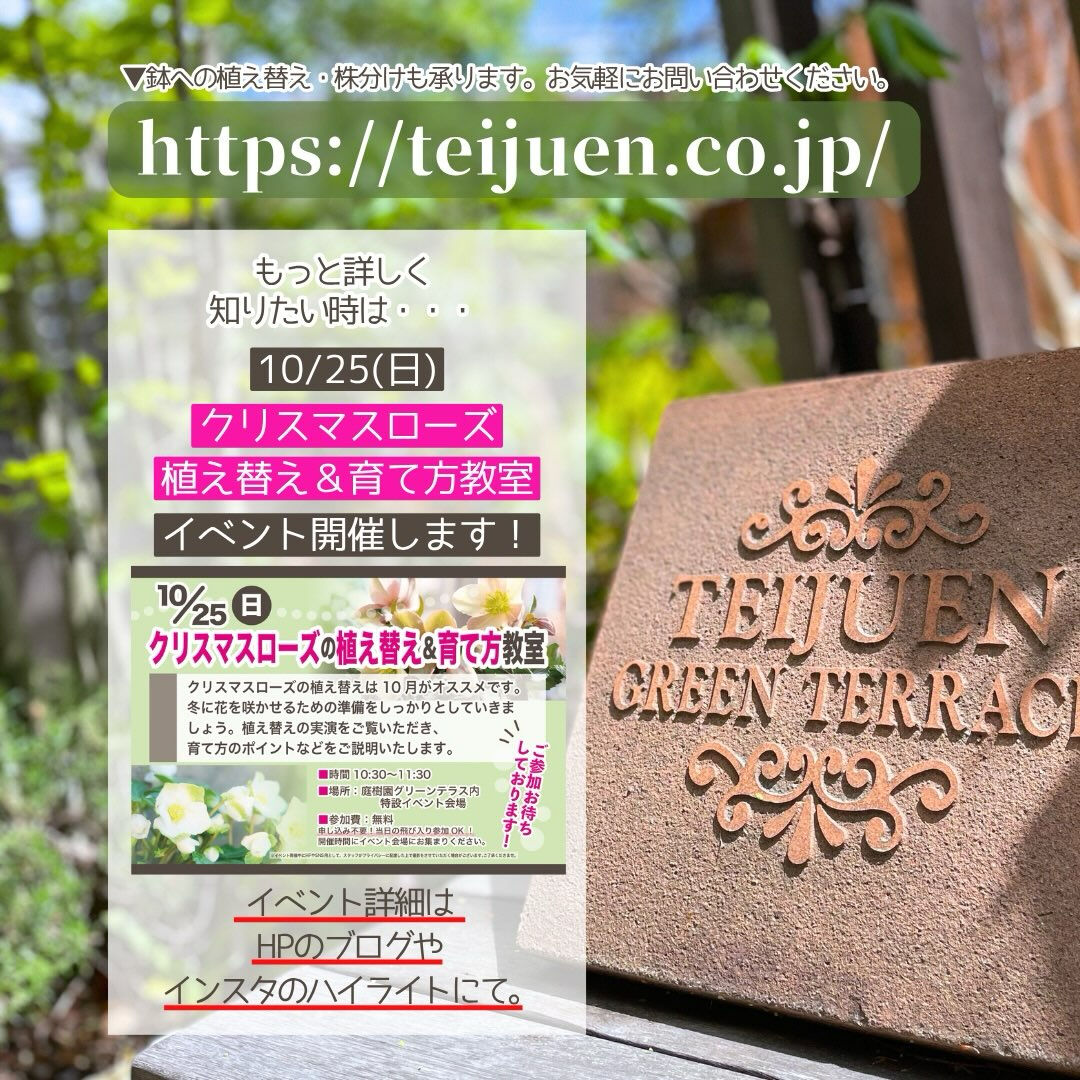 10月の園芸作業は「クリスマスローズの植え替え・株分け」です