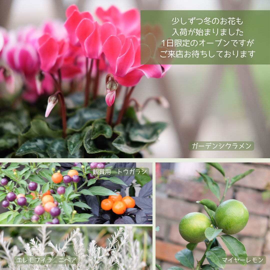📢園芸店1日限定営業のお知らせ