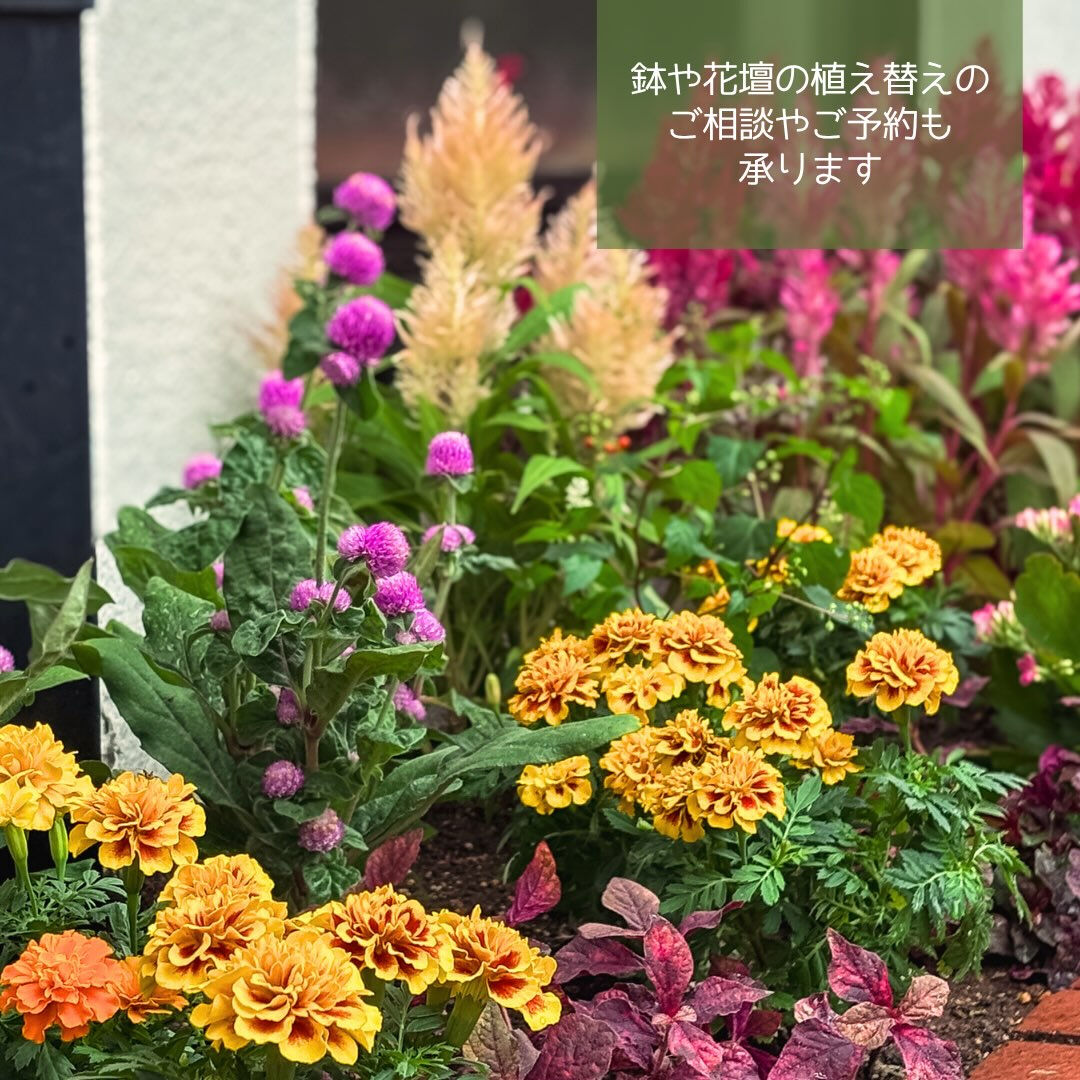 📢園芸店1日限定営業のお知らせ