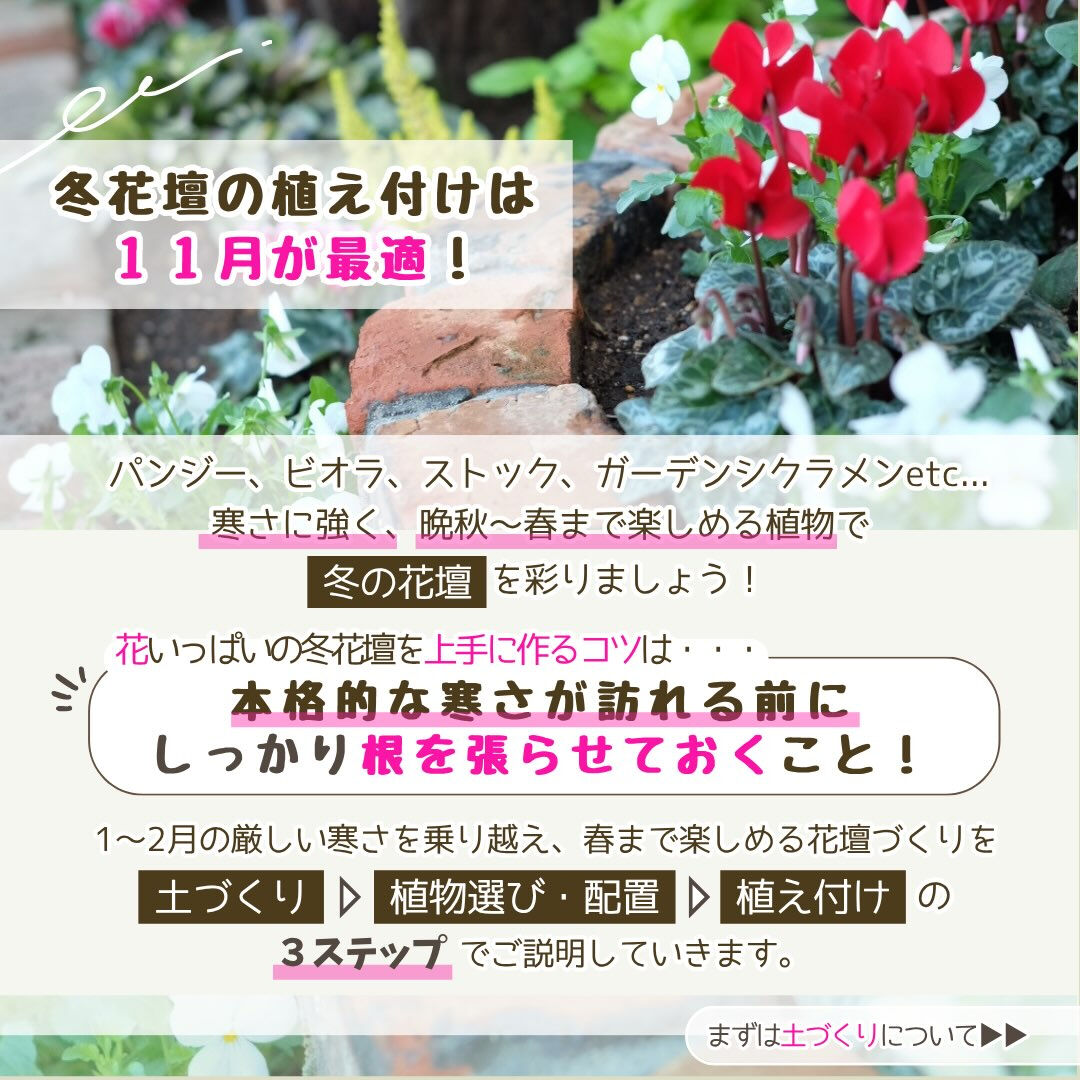 11月の園芸作業は「冬花壇の植え付け」です🪏