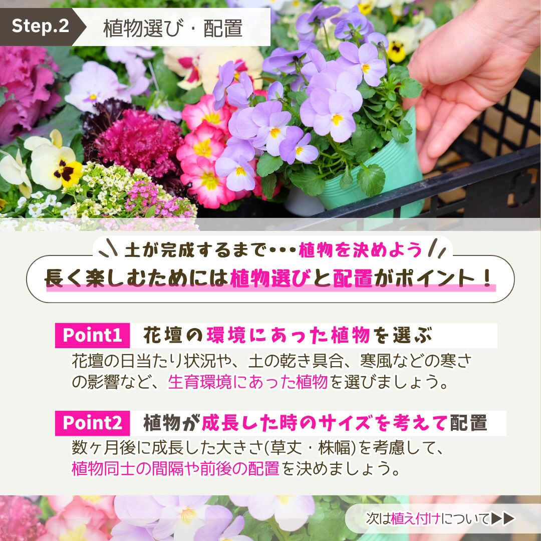 11月の園芸作業は「冬花壇の植え付け」です🪏