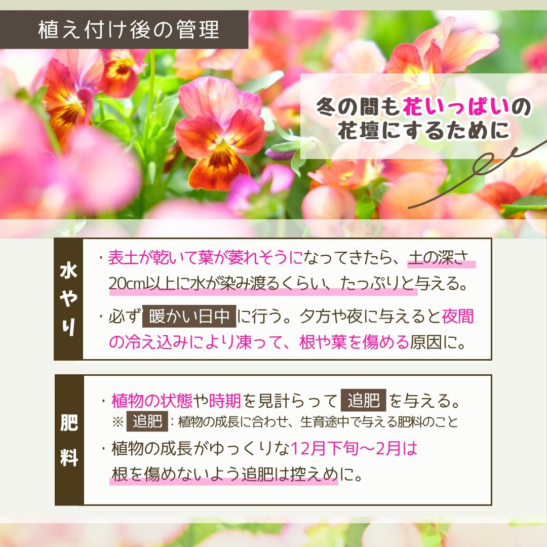 11月の園芸作業は「冬花壇の植え付け」です🪏