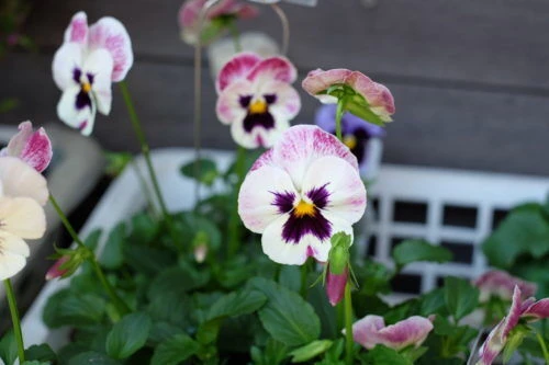 img_3468