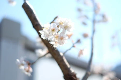 dscf2378