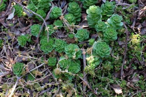 dscf2381b