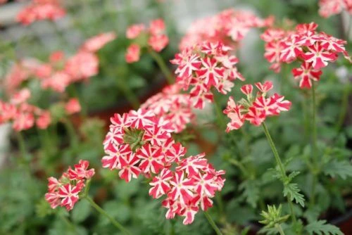 img_5413