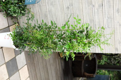 dscf7687