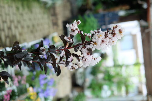 dscf7671
