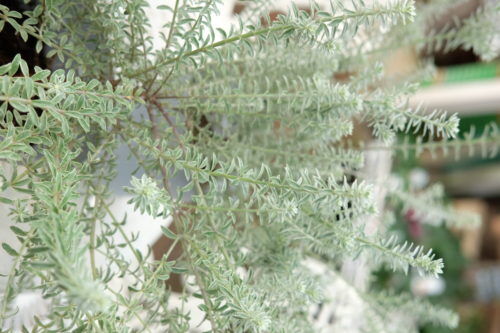 dscf7772