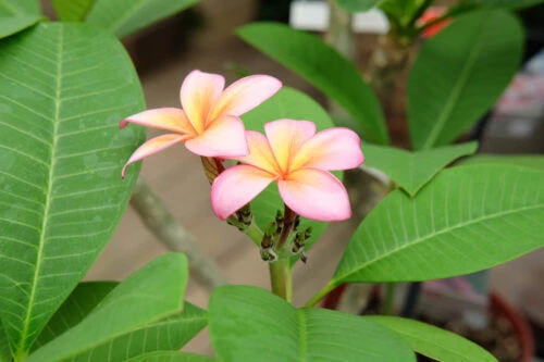 %e3%83%95%e3%82%9a%e3%83%ab%e3%83%a1%e3%83%aa%e3%82%a21