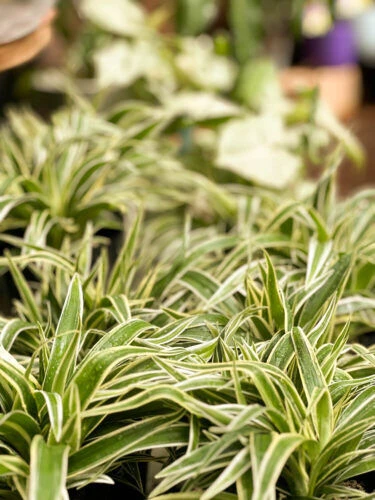 %e3%82%a4%e3%83%b3%e3%83%88%e3%82%99%e3%83%81%e3%83%a7%e3%82%a6%e3%83%a9%e3%83%b3%e3%82%b7%e3%83%a3%e3%83%a0%e3%82%aa%e3%83%aa%e3%83%84%e3%82%99%e3%83%ab%e3%83%a9%e3%83%b31