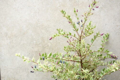 %e6%96%91%e5%85%a5%e3%82%8a%e3%82%ad%e3%82%99%e3%83%b3%e3%83%8f%e3%82%99%e3%82%a4%e3%82%abb
