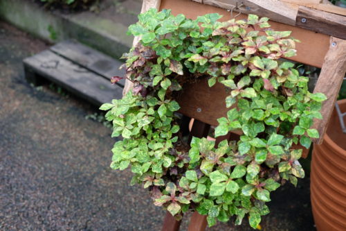 葉で楽しむ夏のお庭 お好きなカラーリーフで寄せ植えも 東京のエクステリアならさまざまなガーデンを提案する有限会社庭樹園