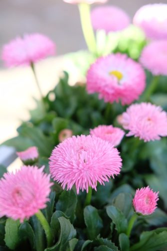 春色ピンクのお花を集めました 東京のエクステリアならさまざまなガーデンを提案する有限会社庭樹園