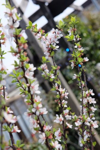 お家でお花見を 春のおすすめ花木 東京のエクステリアならさまざまなガーデンを提案する有限会社庭樹園