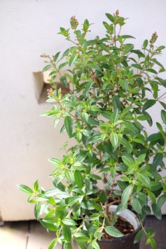 ハッピーベリー 秋明菊 ミニ盆栽など入荷しました 東京のエクステリアならさまざまなガーデンを提案する有限会社庭樹園