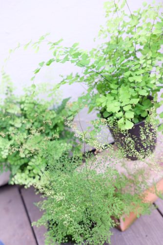 人気のインテリアグリーン 観葉植物色々入荷しています 東京のエクステリアならさまざまなガーデンを提案する有限会社庭樹園
