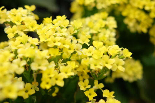 0347baac-2274-4605-ad01-e45494ebcec7-29169-00009c41c32a970c