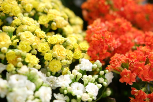 2d5212a0-46d5-4ce1-90d9-6f9876dae5a4-29169-00009c41bd7cc5fb