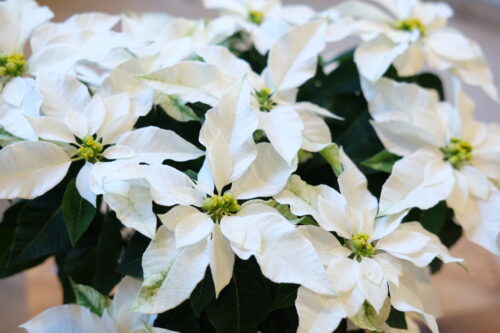 6f5557ad-58b4-4b6c-8d2e-48931f9280a5-84748-0000c14de46dab34