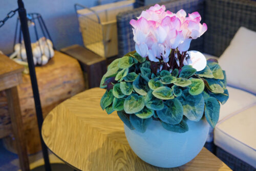 %e3%82%b7%e3%82%af%e3%83%a9%e3%83%a1%e3%83%b3_%e3%83%92%e3%82%9a%e3%82%a2%e3%82%b9