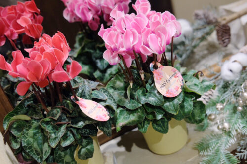 %e3%82%b7%e3%82%af%e3%83%a9%e3%83%a1%e3%83%b3%e8%8a%b1%e9%89%a2%ef%bc%94%e5%af%b8