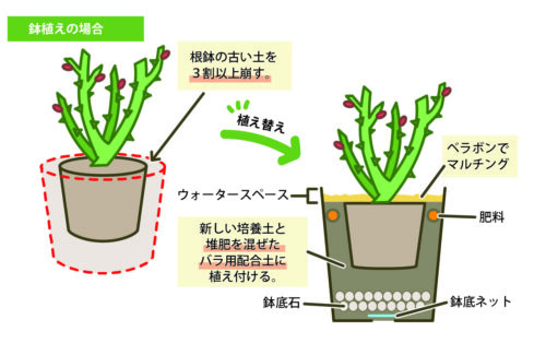 %e3%83%8f%e3%82%99%e3%83%a9%e9%89%a2%e6%a4%8d%e3%81%88_%e6%a4%8d%e3%81%88%e6%9b%bf%e3%81%88