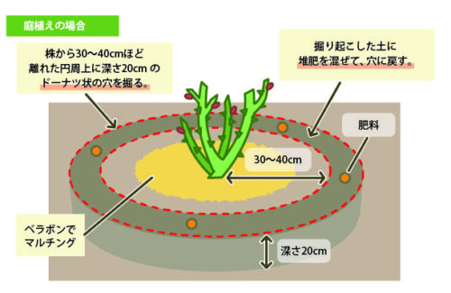 %e3%83%8f%e3%82%99%e3%83%a9%e9%89%a2%e6%a4%8d%e3%81%88_%e6%a4%8d%e3%81%88%e6%9b%bf%e3%81%88_%e3%83%95%e3%82%99%e3%83%ad%e3%82%af%e3%82%99%e7%94%a8_%e5%ba%ad