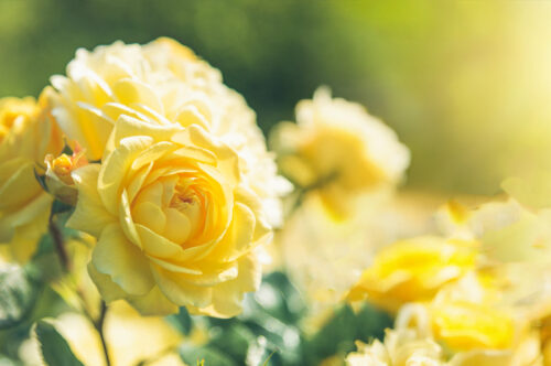 %e5%8d%8a%e3%81%a4%e3%82%8b%e6%80%a7_%e3%82%af%e3%82%99%e3%83%a9%e3%83%8f%e3%83%a0%e3%83%88%e3%83%bc%e3%83%9e%e3%82%b9_%e3%83%95%e3%82%99%e3%83%ad%e3%82%af%e3%82%99%e7%94%a8