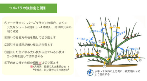 強剪定_つる性
