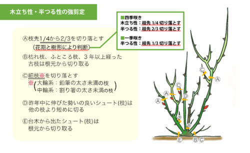 強剪定_木立ち性・半つる性