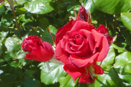 %e6%9c%a8%e7%ab%8b%e3%81%a1%e6%80%a7_%e3%83%9f%e3%82%ab%e3%82%a8%e3%83%ab